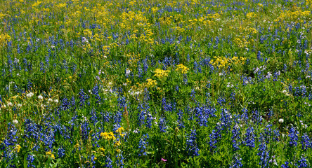 Wildflowers In A Field-5297