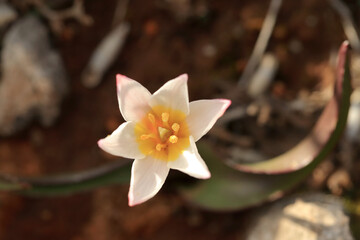 Endemic and rare Cretan tulip (Tulipa cretica) on xerothermic grassland in Crete.