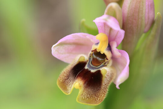 Saw-fly Orchid (Ophrys tenthredinifera) on xerothermic grassland in Crete