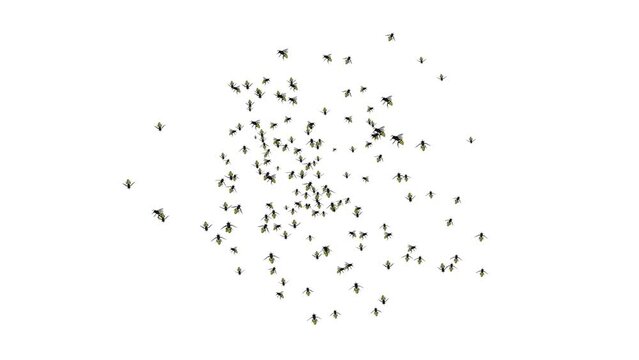 Honey Bee insects flying over screen in loop Backgrounds Green screen Animation. bee coordinating a group of honeybees working in the beehive. Honeybees working in hive, swarm of bees, brood.