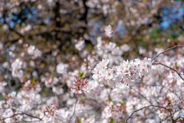Fototapeta premium 東京都新宿区にある新宿御苑に咲く満開の桜の景色