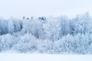 Frosty mixed boreal forest on a cold day in Estonia, Northern Europe