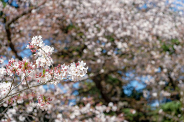 東京都新宿区にある新宿御苑に咲く満開の桜の景色