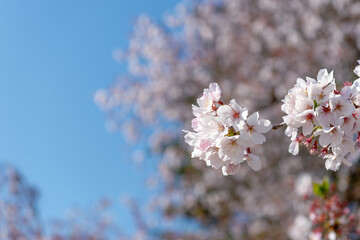 東京都新宿区にある新宿御苑に咲く満開の桜の景色