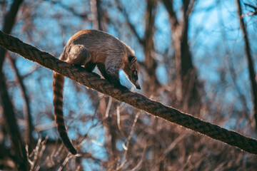 Balancierender Nasenbär