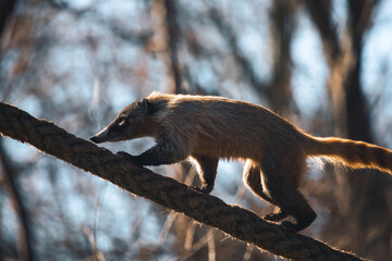 Balancierender Nasenbär