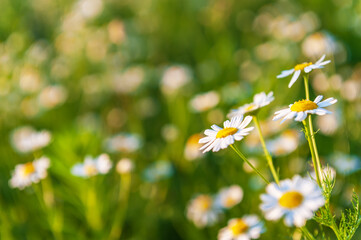 Summer bright landscape with beautiful wild flowers camomiles. Daisies in the field.