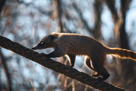 Balancierender Nasenb&auml;r