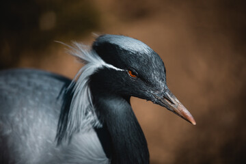 Portait eines Jungfernkranichs