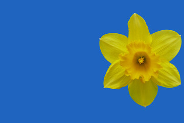yellow narcissus on a blue background close-up, colors of Ukraine, freedom and independence of Ukraine
