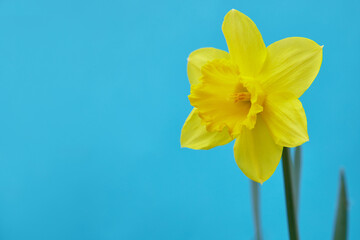 yellow narcissus on a blue background close-up, colors of Ukraine, freedom and independence of Ukraine
