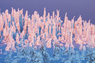 Snow-covered Spruce trees on a hillsideduring a sunset in Riisitunturi National Park