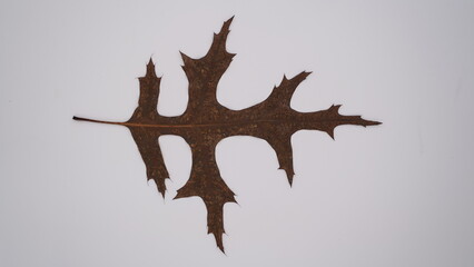 colorful autumn leaves on isolated background