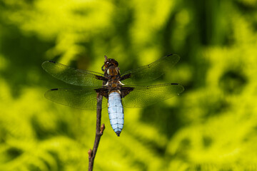 A colorful dragonfly Broad-bodied chaser, Libellula depressa resting on a twig during a summer day in Estonia, Northern Europe