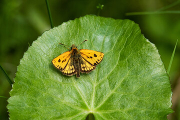Small Northern chequered skipper, Carterocephalus silvicola resting on a lush leaf in Estonia