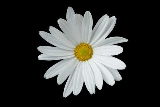 Close up of white daisy with petals, anthers and stamen. Black background