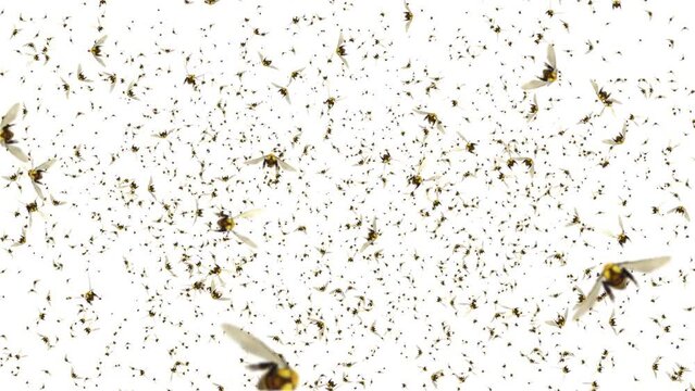 Swarm of Honey Bees Flying on Green Screen Loop Animation Backgrounds. Honeybees working in hive, swarm of bees, brood of small bees, crowd of bees Bee flying on honeycomb.