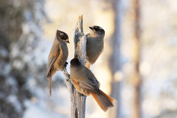 Three Siberian jays, Perisoreus infaustus eating on a feeder near Kuusamo, Northern Finland	