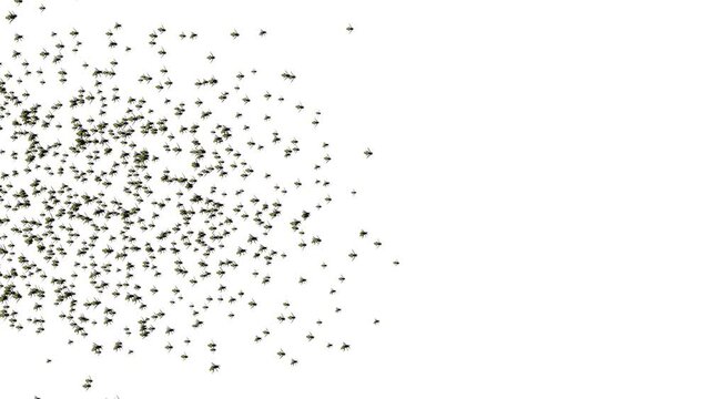 3D animation featuring a swarm of flies flying around over a green background. Swarm of Mosquitoes, Flies, Bees, Insects. Bees flying in hive, swarm collecting pollen in spring. flying on beekeeping.