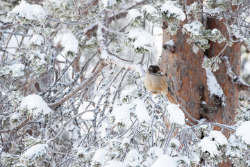 Siberian jay, Perisoreus infaustus perched in a snowy tree on a winter day in Northern Finland	