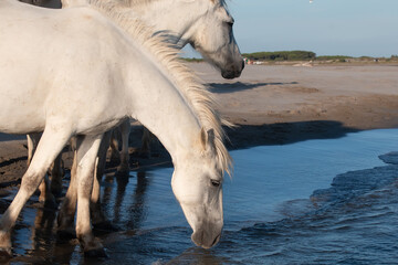 Fototapeta premium White horse drinks water closeup
