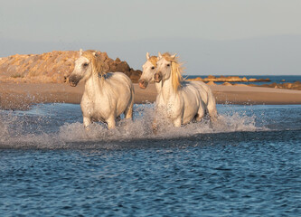 White horse is galloping on the sea beach with splashes of water