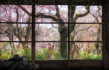 Cherry blossoms and spring flowers viewed through windows at Haradanien garden in Kyoto, Japan