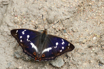 Fototapeta na wymiar A large European butterfly, the Purple emperor resting on a dirt road during summer day in Estonia