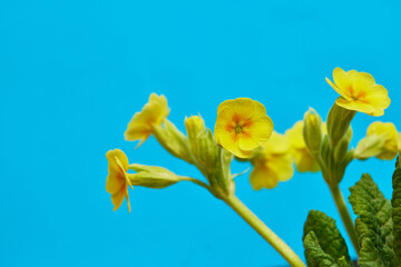 yellow flowers in the garden on a blue background, spring banner for advertising
