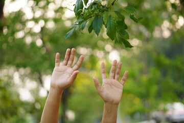Female hand touching leaf of nature with sunlight. Green environment mangroves forest background. Global warming environment concept.