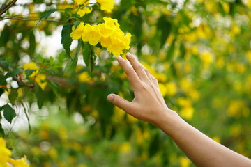Female hand touching leaf of nature with sunlight. Green environment mangroves forest background. Global warming environment concept.