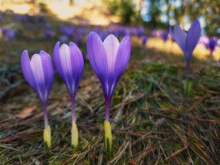 Purple crocus flowers in the spring. Mobile photography with samsung s22ultra