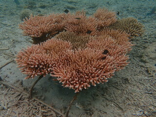 Coral at nursery area at Redang Island, Malaysia © MuhammadHamizan