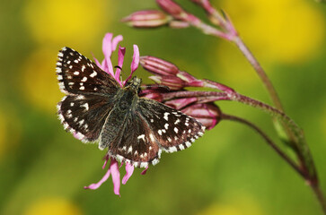 Pyrgus malvae, the grizzled skipper, is a butterfly species from the family Hesperiidae. It is a...