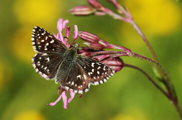 Pyrgus malvae, the grizzled skipper, is a butterfly species from the family Hesperiidae. It is a small skipper with a chequered pattern on its wings.