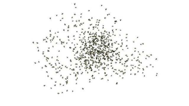 Group of bee honey flying or honeybee in the circle in Latin Apis Mellifera, european or western honey bee isolated on the white background Wild insect for advertising, wildlife or micro nature. 4K