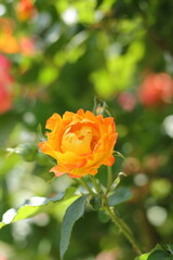 yellow rose in garden