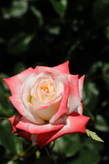 pink rose