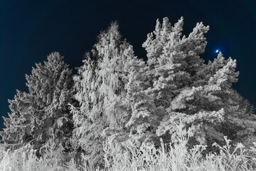 Night winter snowy forest in frost. White trees in hoarfrost against dark sky