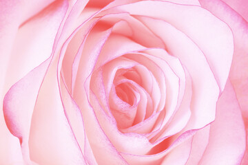 Fototapeta na wymiar Pink rose flower, close-up macro