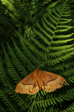 A large European moth, the Oak eggar on a fern in a summery Estonian boreal forest