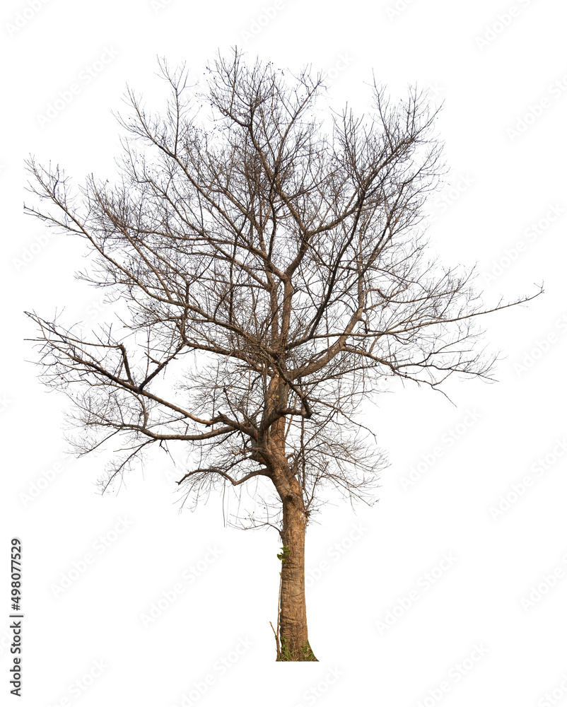 Poster Isolated tree without tree and leafless on white background with clippings path