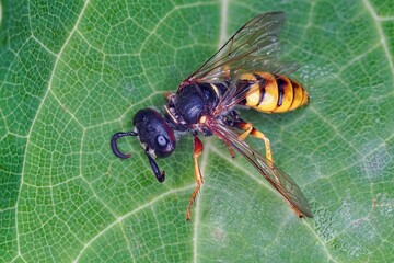 close up of a bee