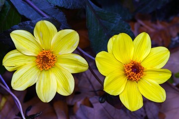 yellow flowers in a garden