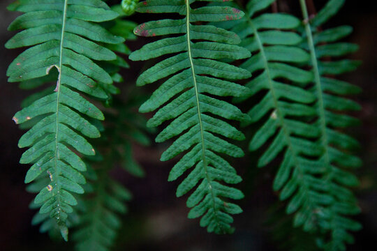 Close-up of Common polypody, Polypodium vulgare leaves on a summer day in Estonian forest