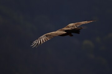 Schwarzmilan (Milvus migrans) im Flug