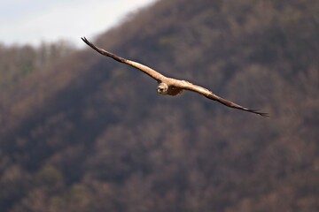 Schwarzmilan (Milvus migrans) im Flug