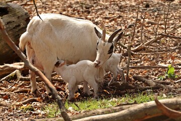 Zwergziege mit neugeborenen Zwillingen