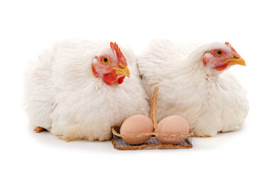 Two white chickens with an egg.
