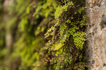 Obraz premium green plants on old medieval wall background 